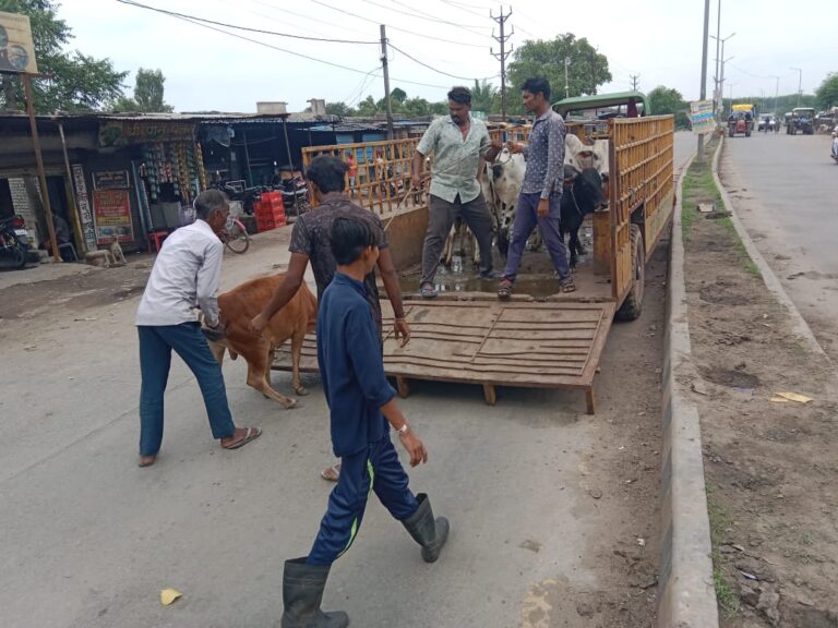 आवारा-पशुओं-को-हटाने-की-कार्यवाही-जारी.jpeg